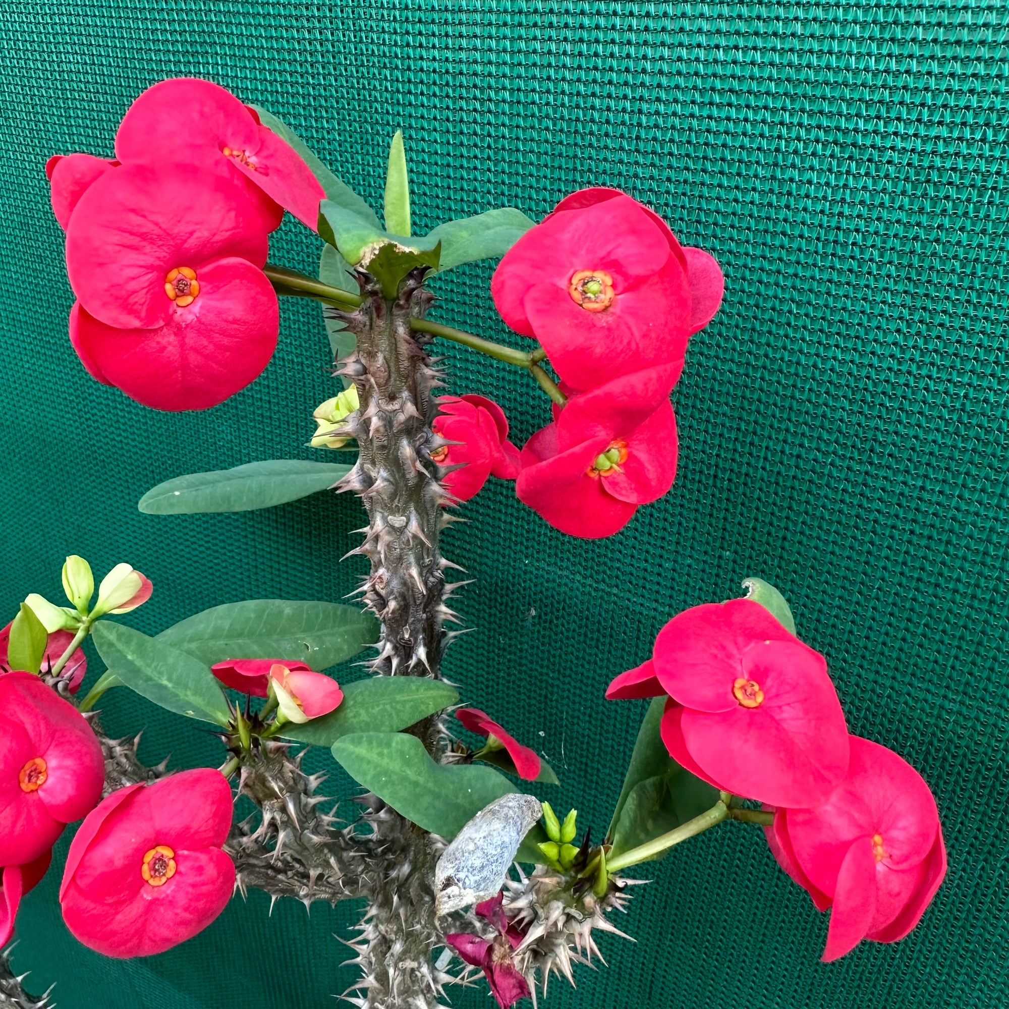 Poysean - Euphorbia milii P118