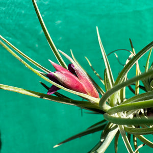 Tillandsia - albertiana x stricta ‘Fire & Ice’