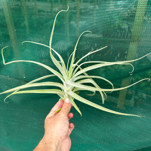 Tillandsia - Deep Purple ex. BD (Fragrant)