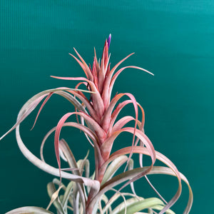Tillandsia - Beenham ex. BF