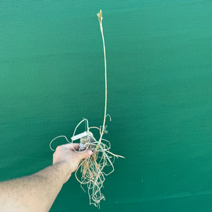 Tillandsia - Silverton