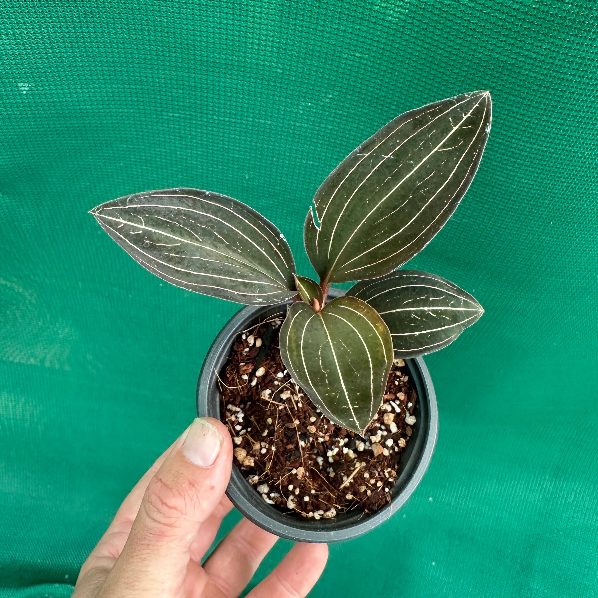 Jewel Orchid - Ludisia discolor
