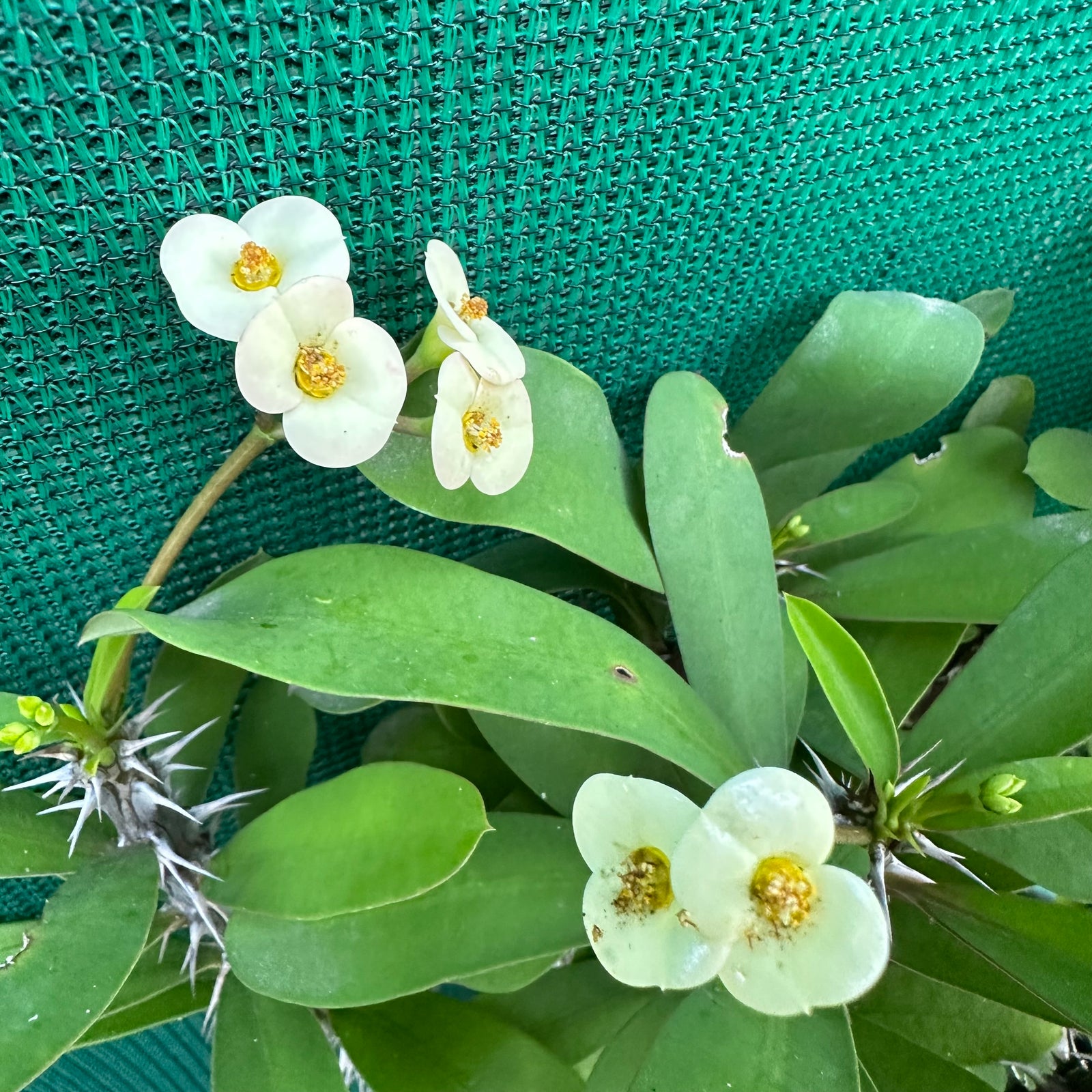 Poysean - Euphorbia milii ‘Dwarf Cream’