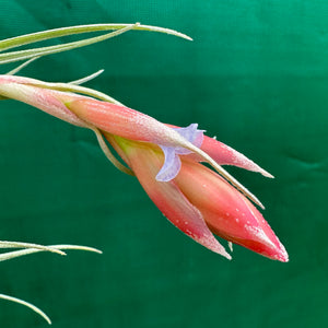 Tillandsia - Leon ‘Pink Bract’ ex. PT NEW