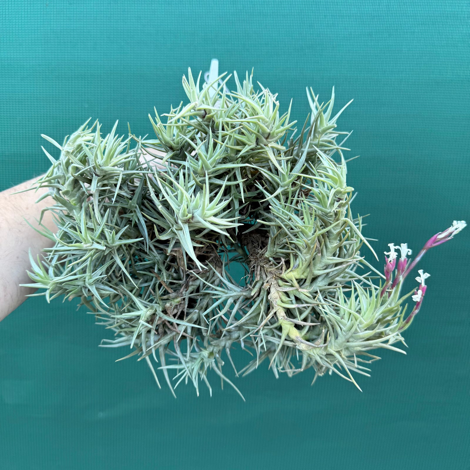 Tillandsia cocoensis (Mature Clump)