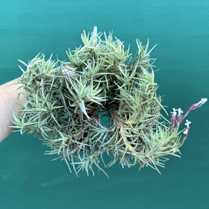 Tillandsia cocoensis (Mature Clump)