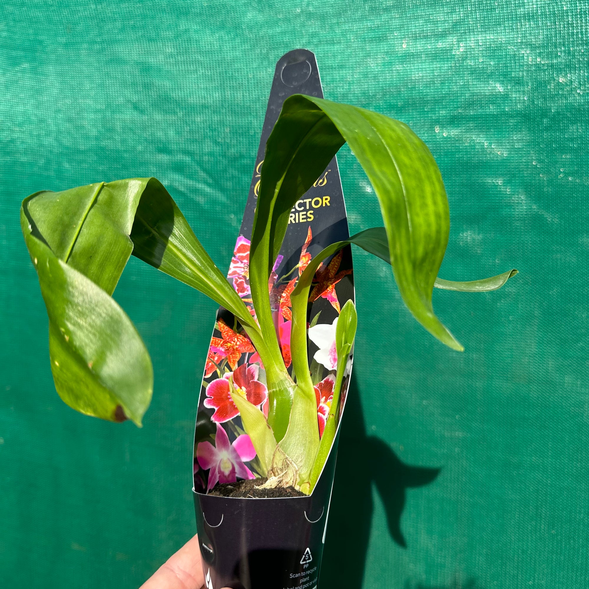 Orchid - Gram. Pakkret Leo ‘Asgard’