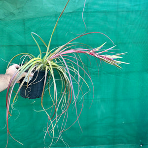 Tillandsia - fasciculata ‘Small Form’ x streptophylla ex. BG NEW