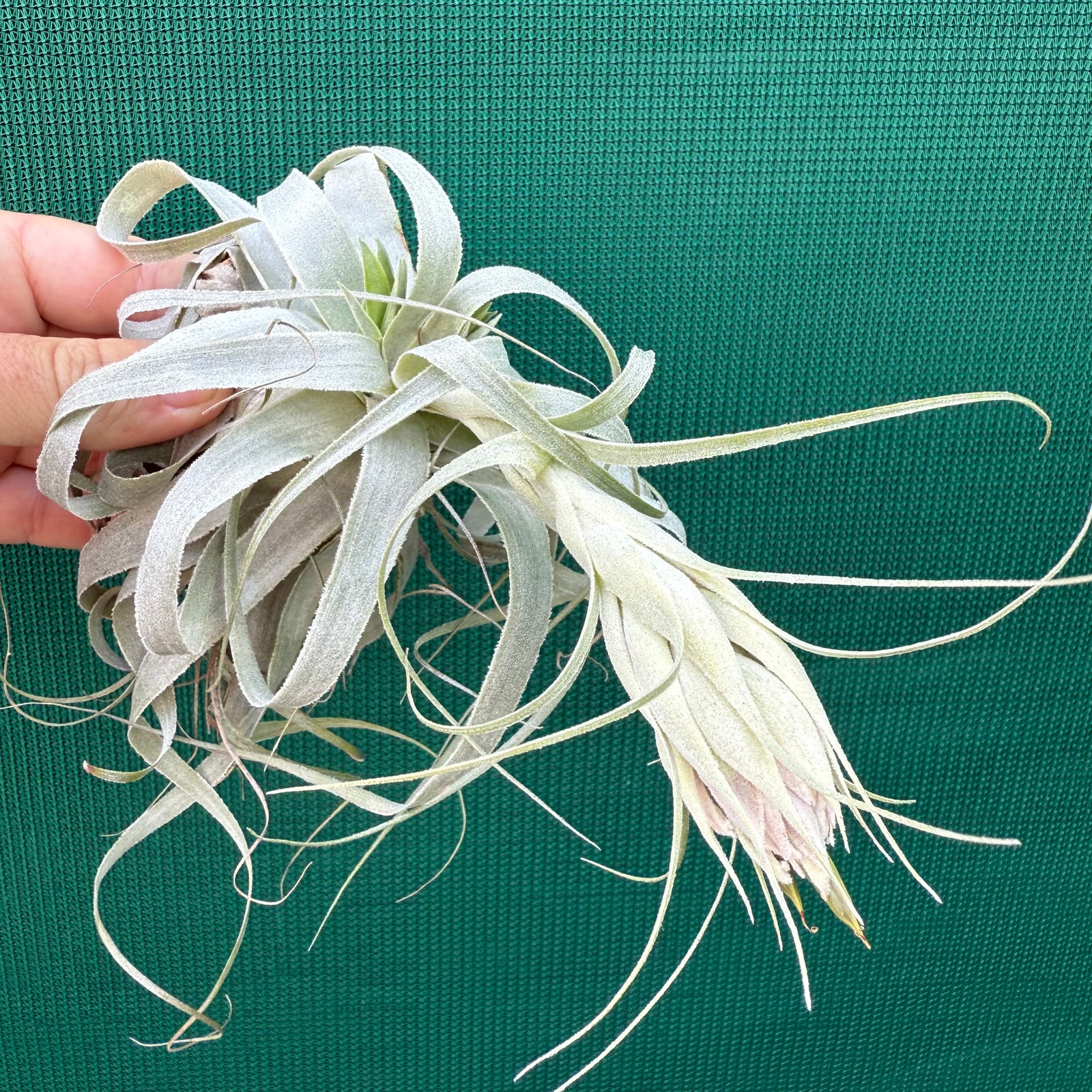 Tillandsia - gardneri