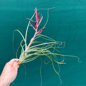Tillandsia - Kacy ex. NR