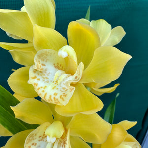 Orchid - Cymbidium ‘Tracet Reddaway Sungold’