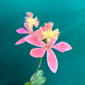 Epidendrum ‘Apricot’