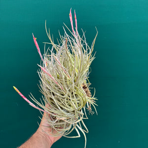 Tillandsia glabrior (Mature Clump)