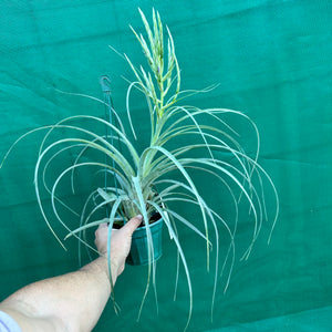 Tillandsia - streptophylla x fasciculata ex. BD