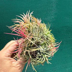 Tillandsia ionantha ‘BRT Peach’ (Mature Clump) NEW