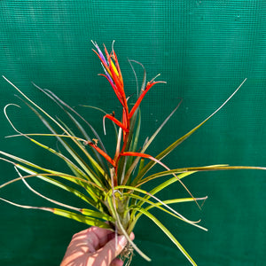 Tillandsia - chlorophylla