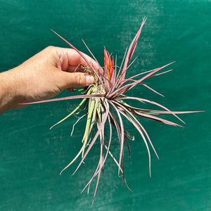 Tillandsia - Yandina NEW