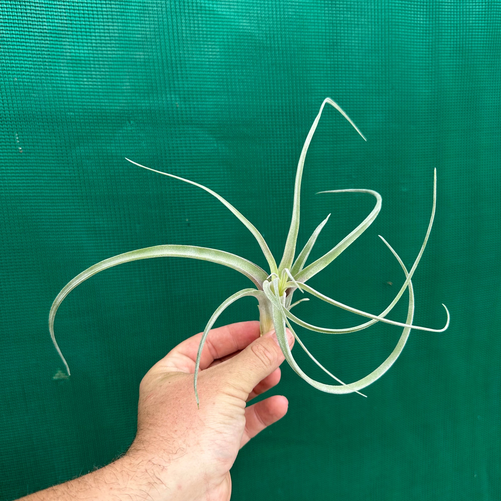 Tillandsia - Rhonda R. ex. RFI