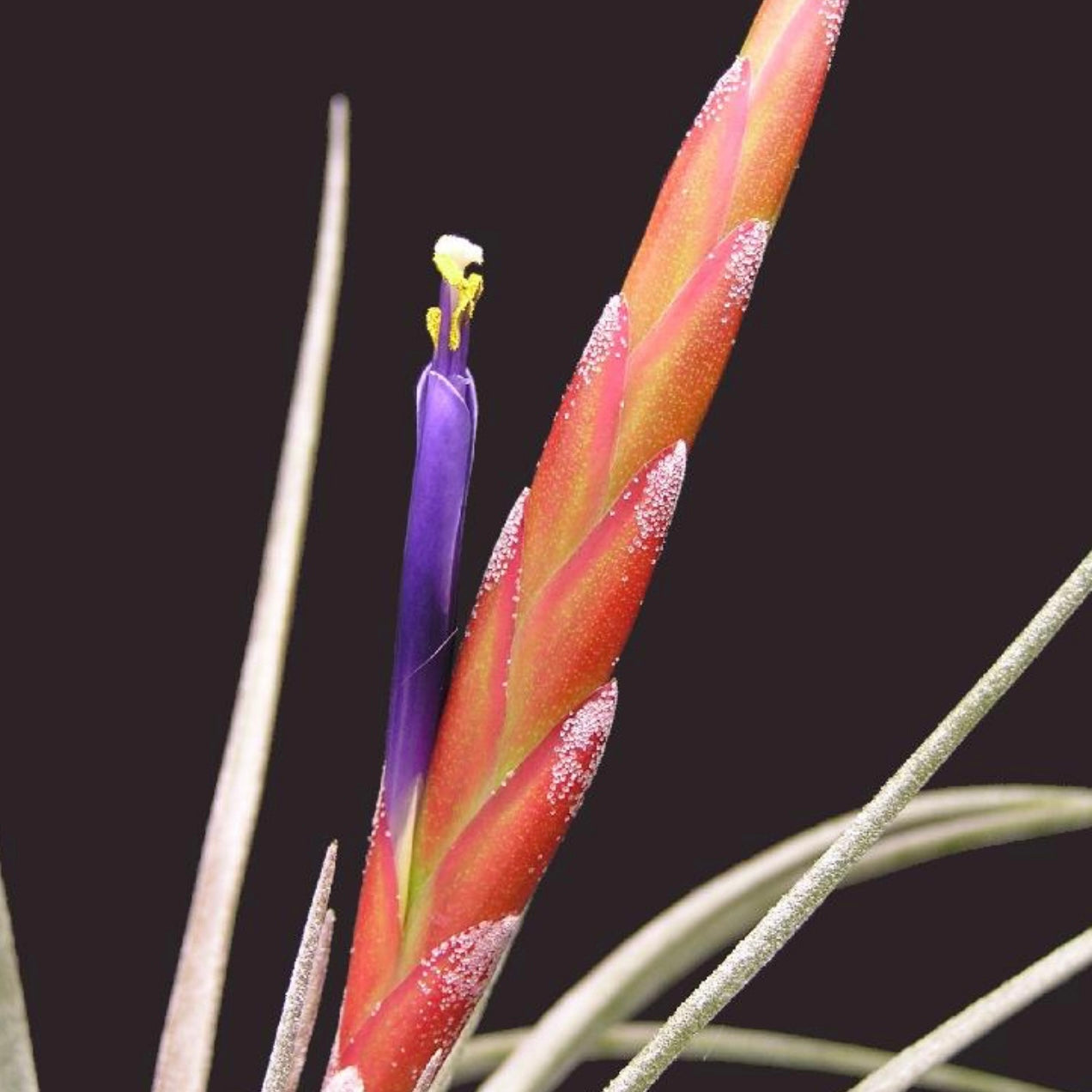 Tillandsia - simulata ex. BG