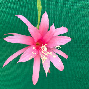Epi. Hybrid Delicate Jewels - EH11