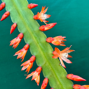 Lepismium monacanthum ssp. Espinosa