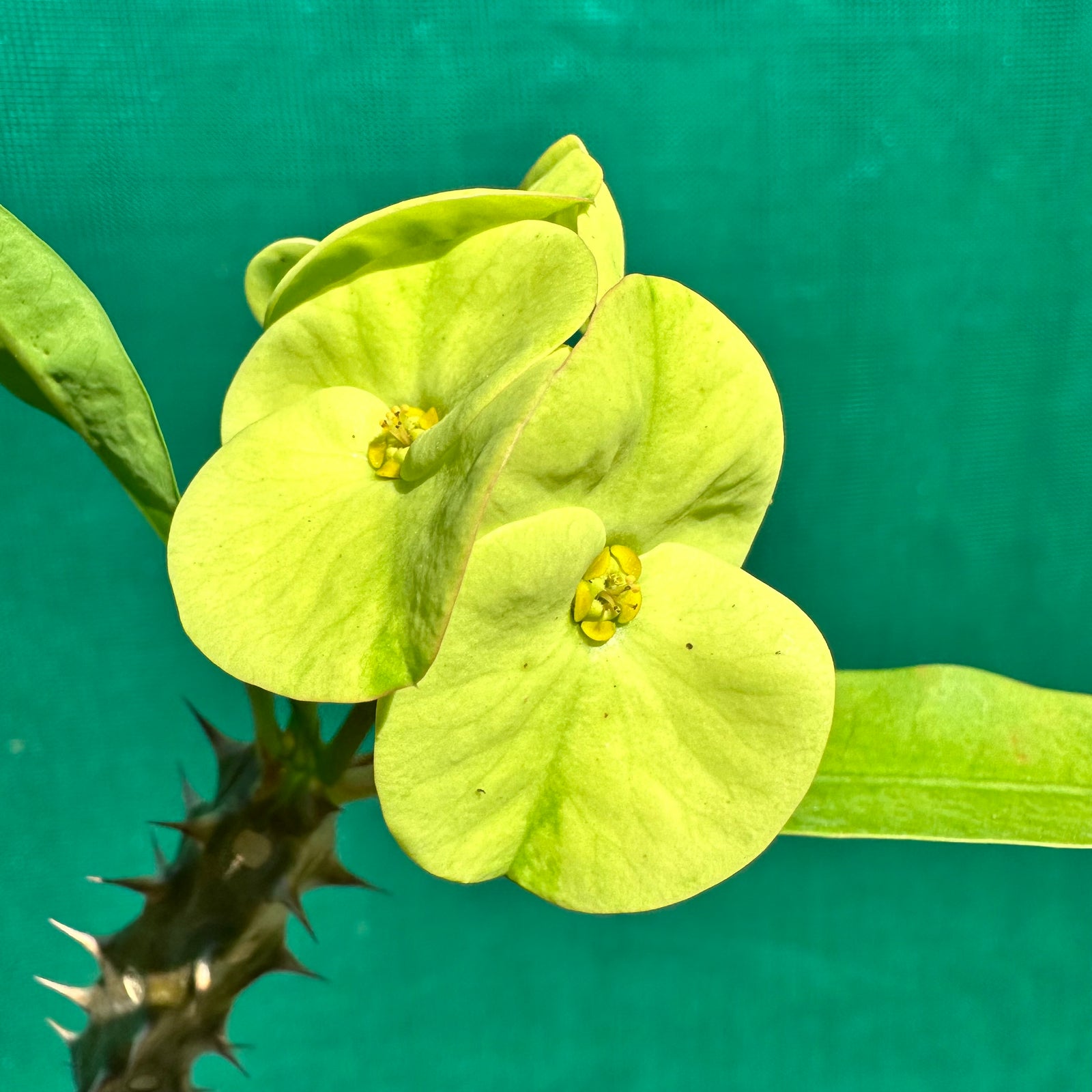 Poysean - Euphorbia milii P026