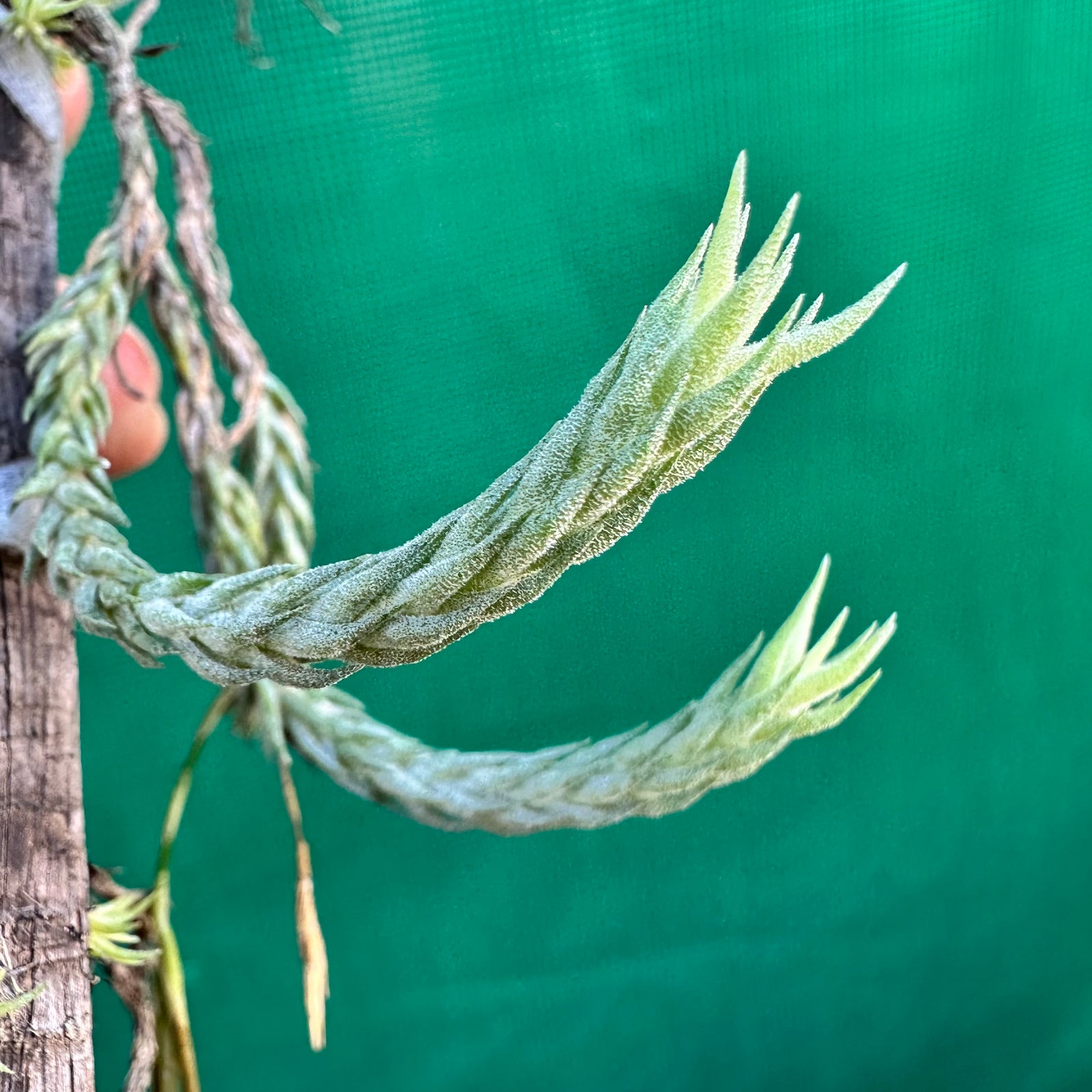 Tillandsia - tricholepsis ‘Rope’ ex. Gruber