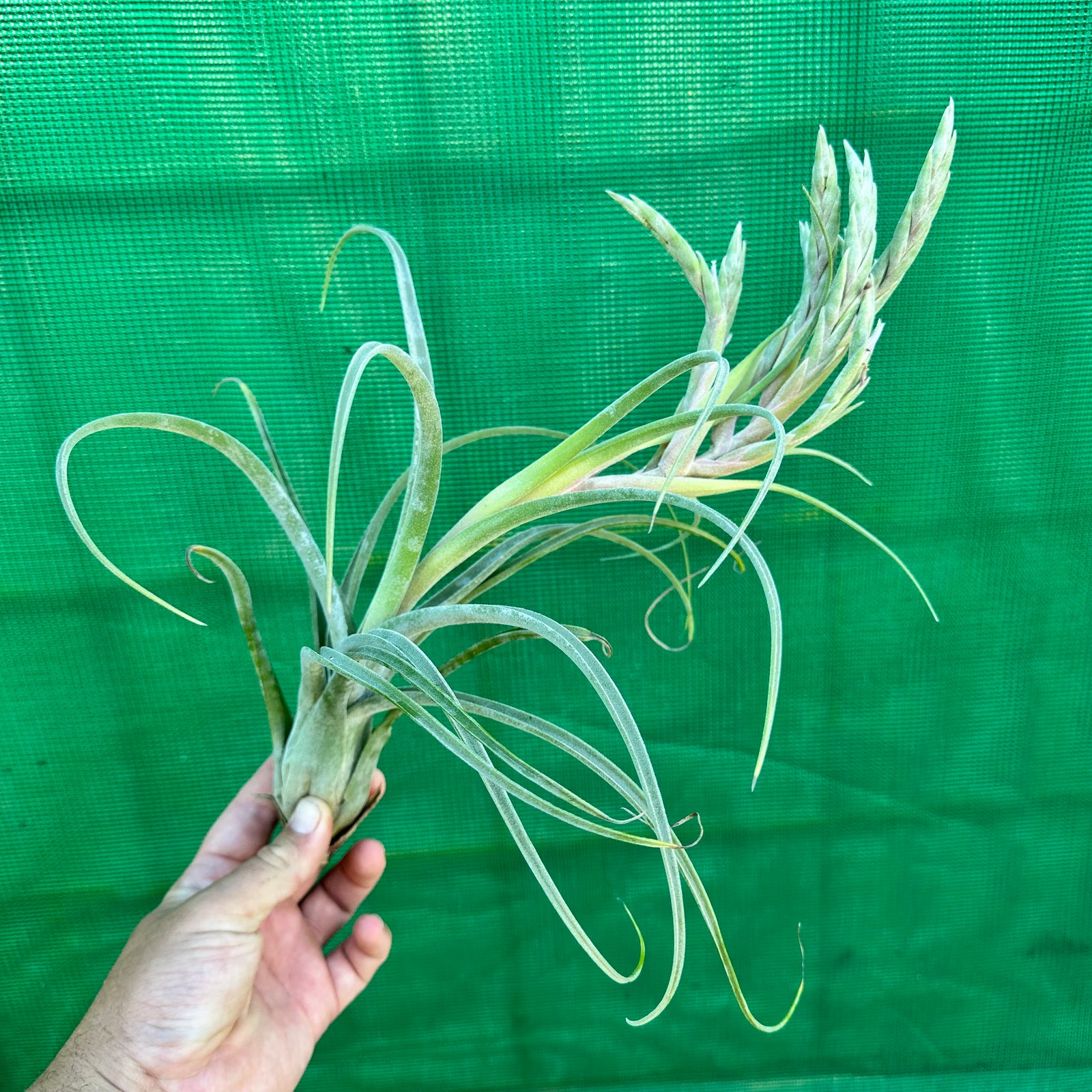 Tillandsia - complanata x streptophylla ex. BG