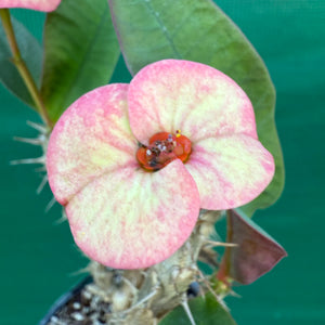 Poysean - Euphorbia P046