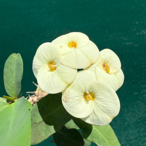 Poysean - Euphorbia P113 NEW