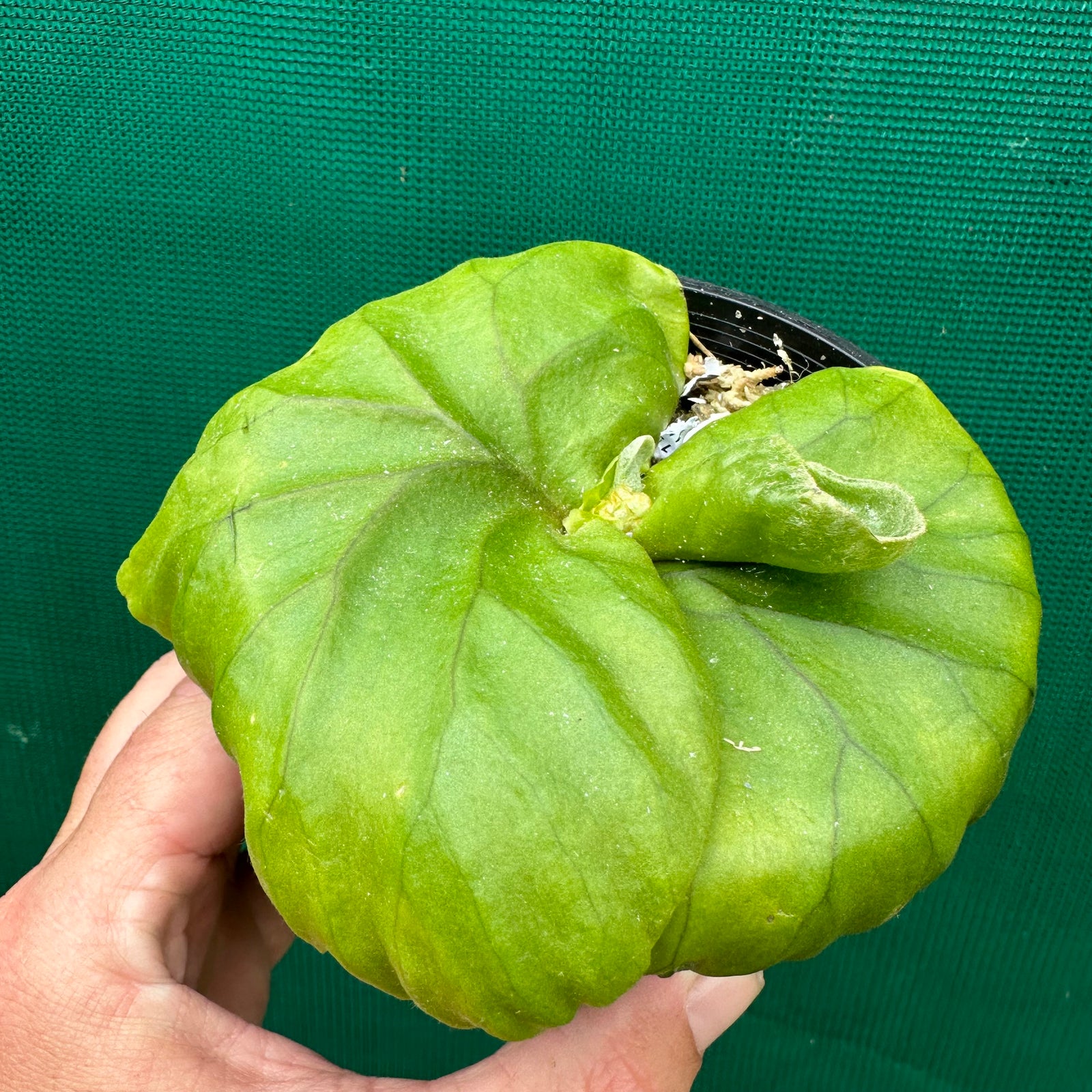 Platycerium - Ridleyi ‘Moose’