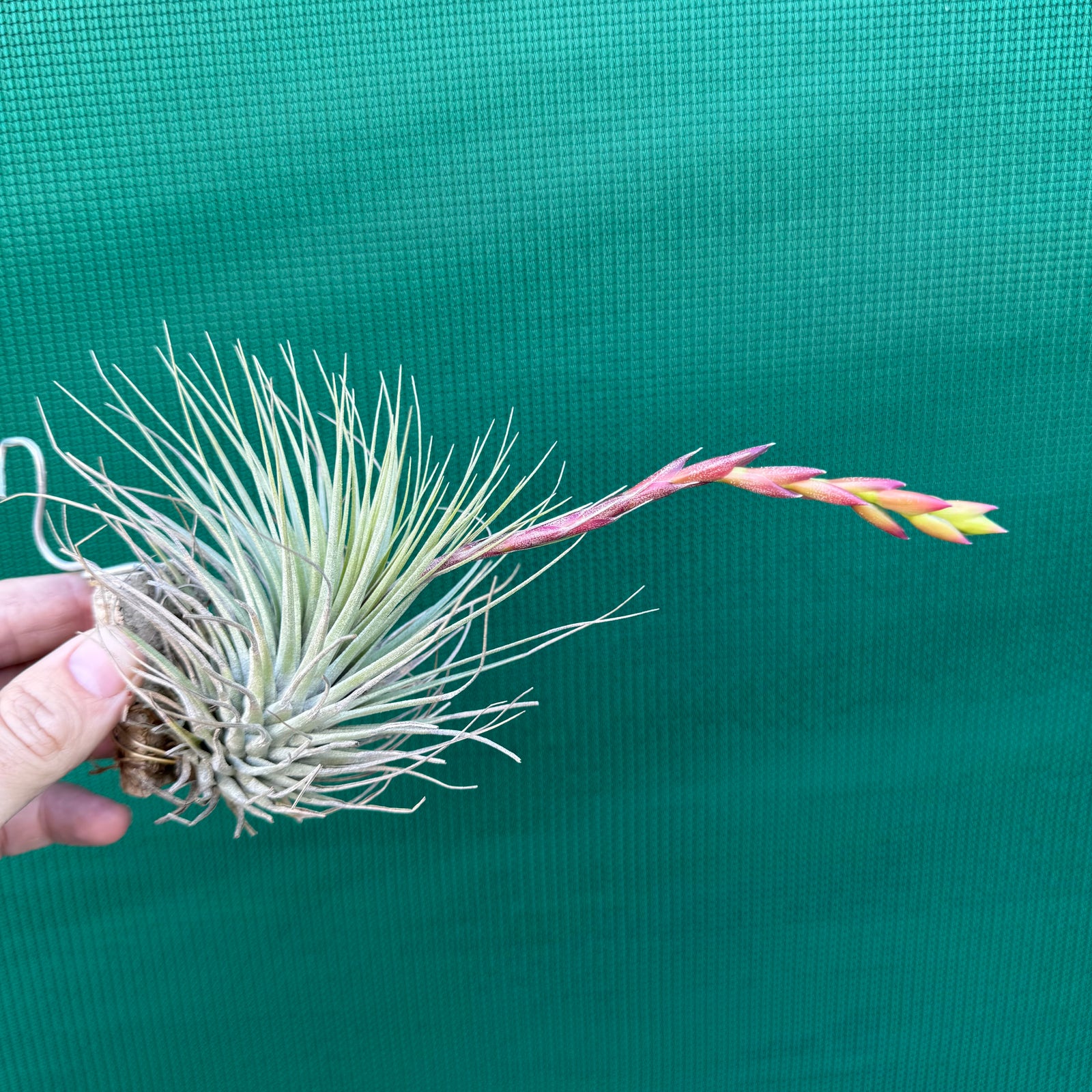 Tillandsia - Millennium ex. NR NEW