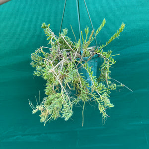 Rhipsalis mesembryanthemoides - R47