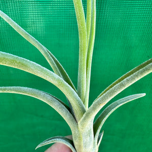 Tillandsia - diguetii x paucifolia (Nat Hybrid) ex. JO NEW