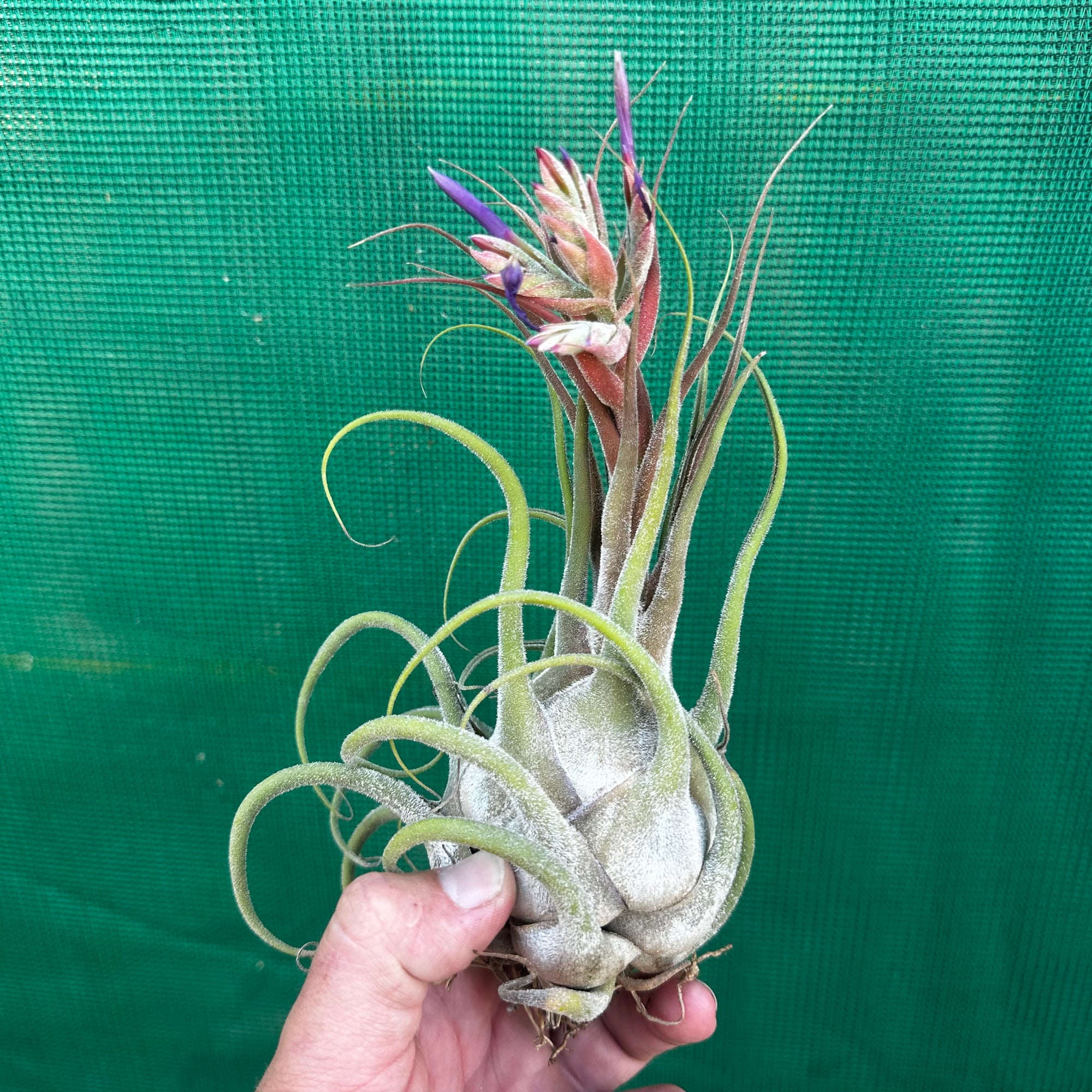 Tillandsia - seleriana ex. OM - Air Plant Decor