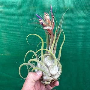 Tillandsia - seleriana ex. OM