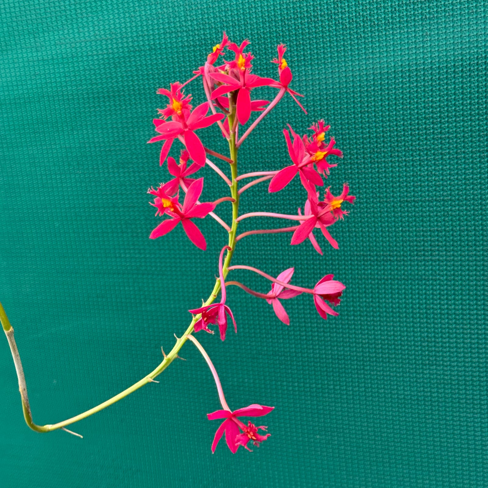 Epidendrum ‘Open Red’
