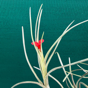 Tillandsia - albertiana ex. CC