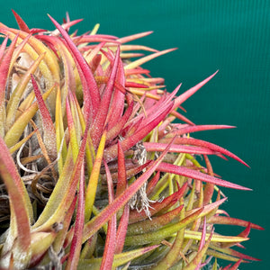 Tillandsia - ionantha 'BOE871' ex. PT NEW