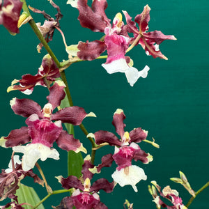 Oncidium Aka Baby ‘Raspberry Chocolate’ NEW