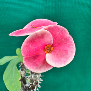 Poysean - Euphorbia milii P043