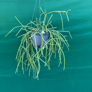 Rhipsalis baccifera f. Dauphinensis - R31