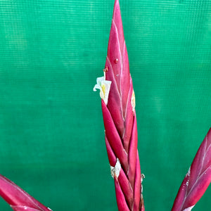 Tillandsia - lorentziana ‘Dark Red’ ex. LH