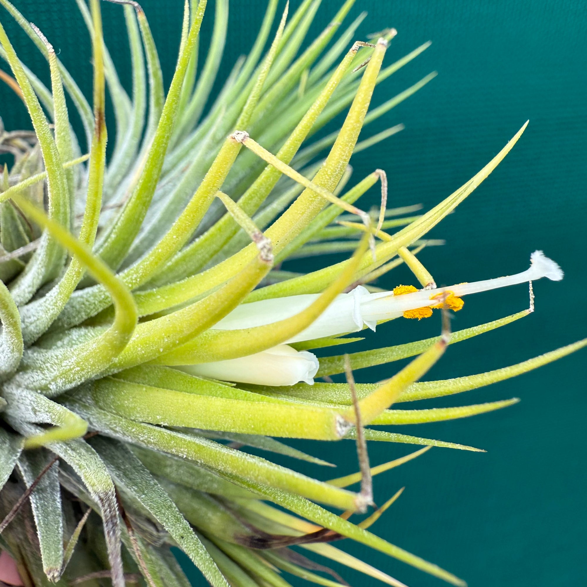 Tillandsia - ionantha 'White Knight' ex. Holm NEW - Air Plant Decor