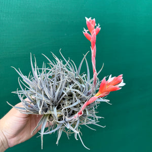 Tillandsia - subsecundifolia ‘Dark Red’ ex. Holm NEW