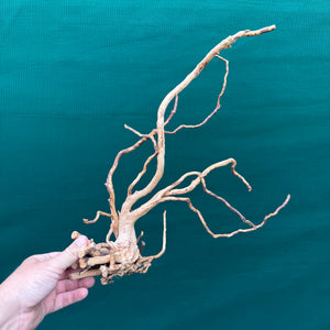 Drift Wood NEW