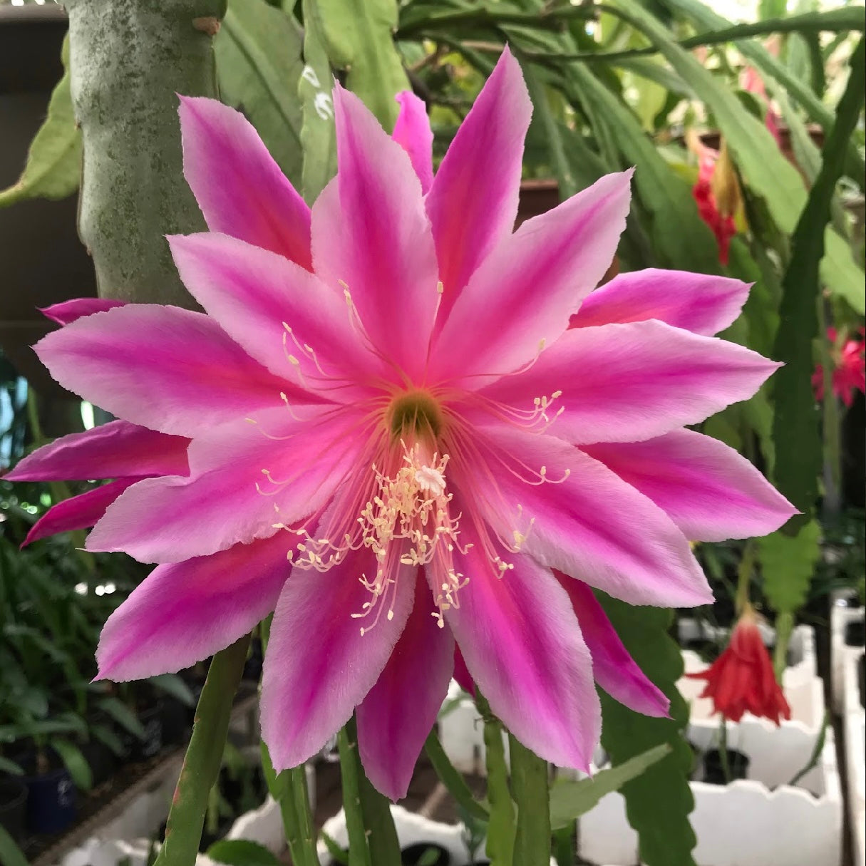 Epi. Hybrid Grace Anne EH43