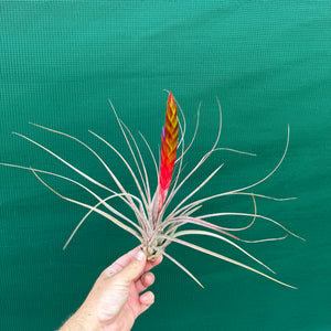 Tillandsia - El Ultimo NEW