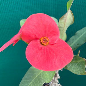 Poysean - Euphorbia milii P024