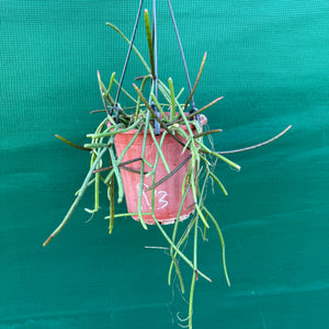Rhipsalis crythrocarpa ‘Red Coral’ - R41